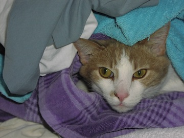 an orange and white cat peeks out at you from a pile of towels